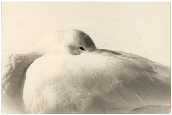 Masao Yamamoto, #1660, from Kawa=Flow, n.d.