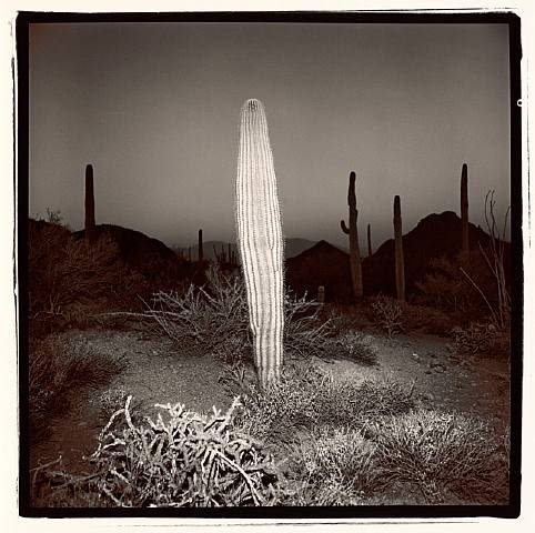 Richard Misrach, Saguaro # 5, Arizona, from the Saguaro Suite, 1976