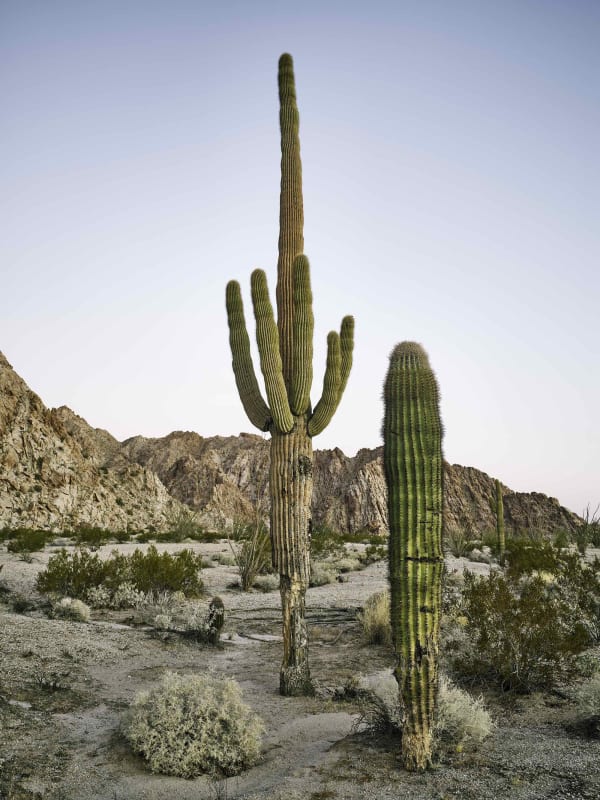 Mark Klett, Saguaro 5 arms shorter saguaro in front, 2022