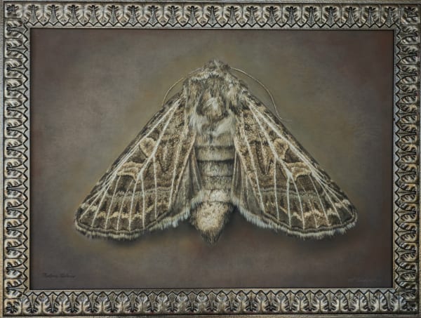 Kate Breakey, Tholera hilaris, n.d.