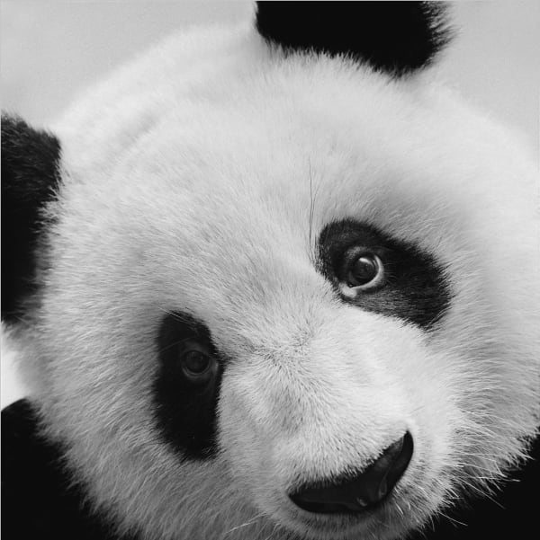 Michael O'Neill, Panda, 2005