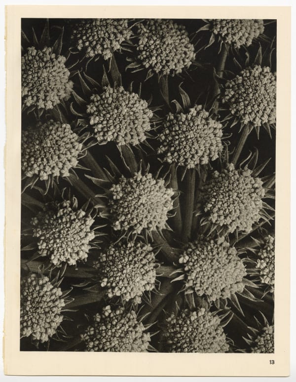 Karl Blossfeldt, Plate 13, 1932