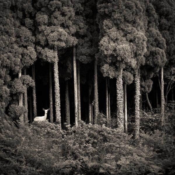 Keith Carter, Albino Deer, 2019