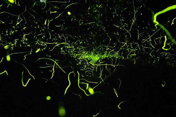 Samuel James, Photuris versicolor complex (No. 8), Appalachian Ohio, 2019