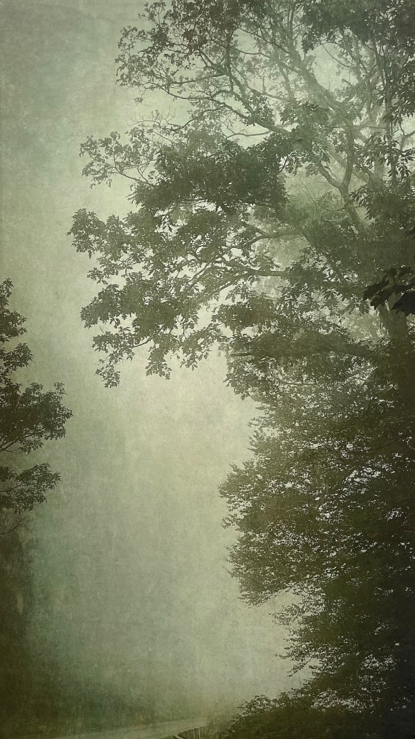 Wendi Schneider, Into the Mist V, 2020