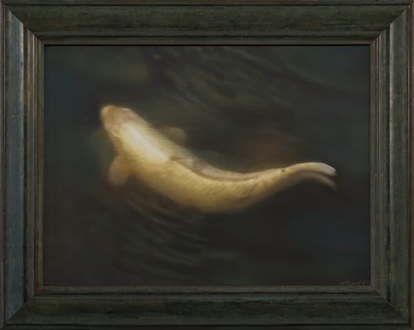 Kate Breakey, White Koi, n.d.