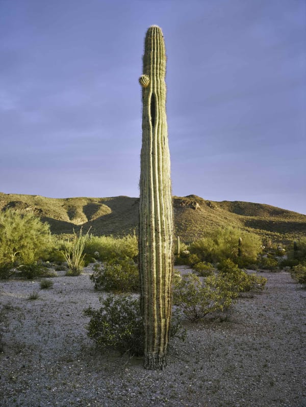 Mark Klett, Saguaro oval hole tiny arm dawn light, 2017