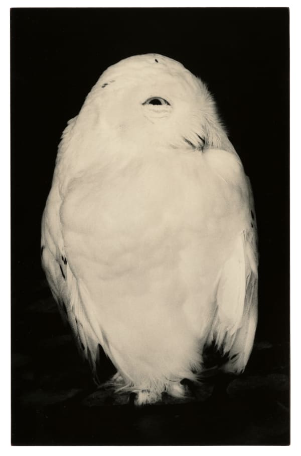 Yamamoto Masao, Kawa = Flow #1719