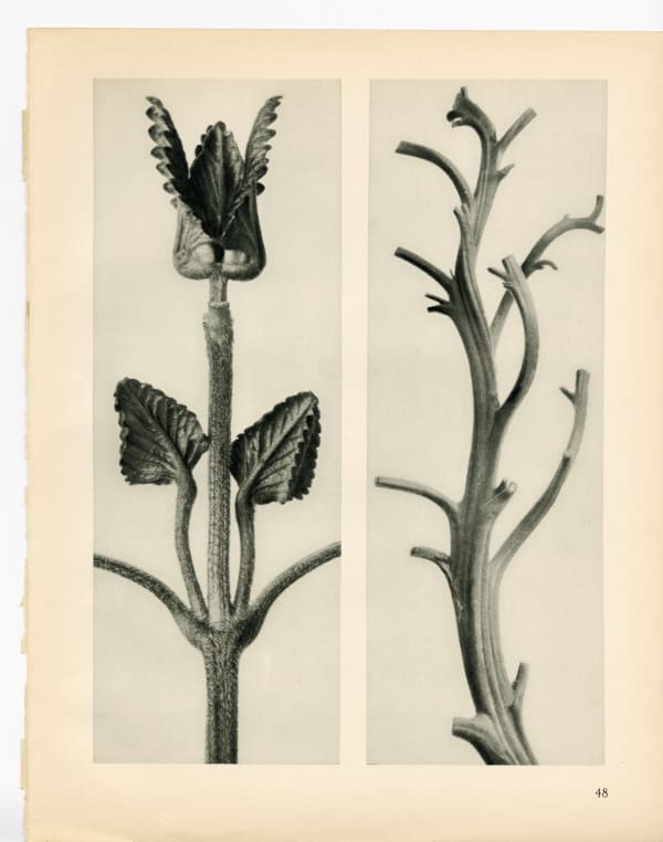 Karl Blossfeldt, Plate 48, 1932