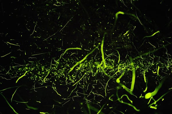 Samuel James, Photuris versicolor complex (No. 4), Appalachian Ohio, 2019