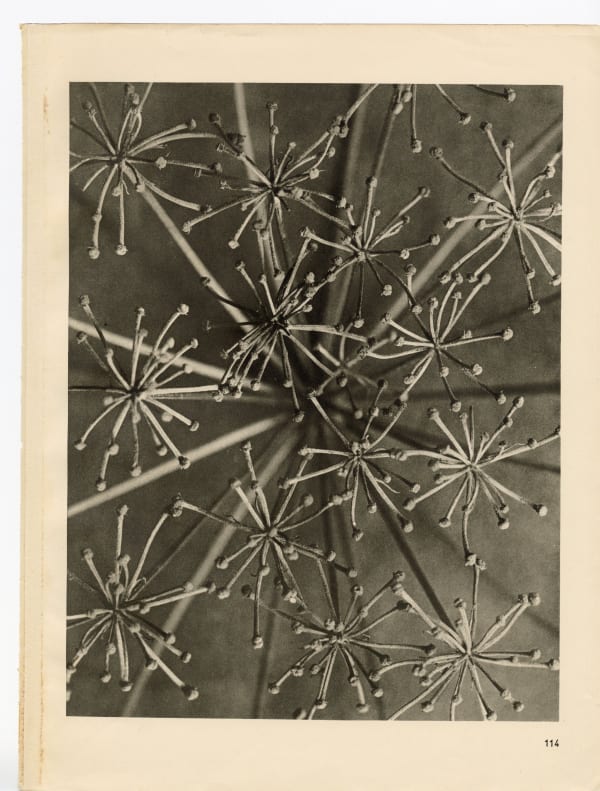 Karl Blossfeldt, Plate 114, 1932