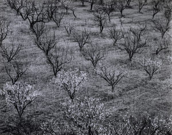Ansel Adams, Orchard, Early Spring, Near Stanford University, California, 1940