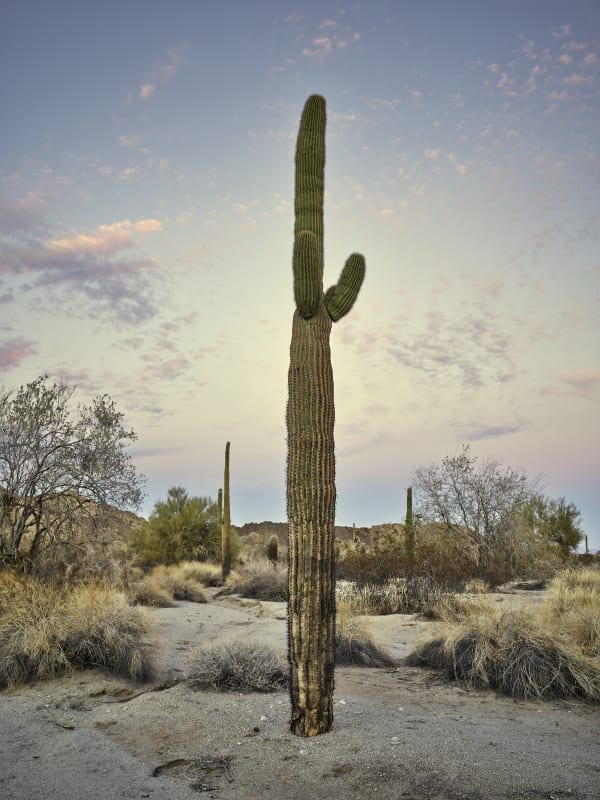 Mark Klett, Saguaro 2 arms and pink clouds, 2023