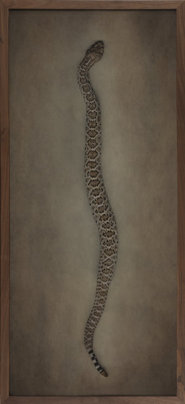 Kate Breakey Rattlesnake , n.d.