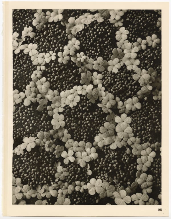 Karl Blossfeldt, Plate 26, 1928