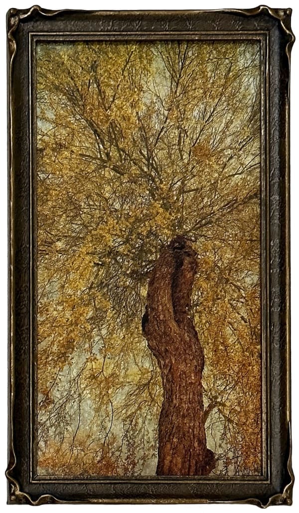 Wendi Schneider, Palo Verde, 2023