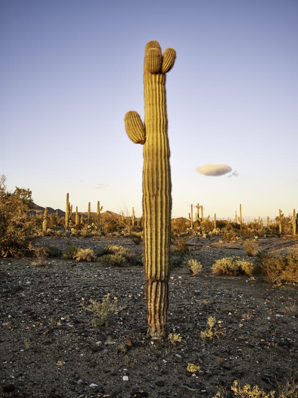 Mark Klett, Saguaro 3 arms small lenticular cloud, 2023