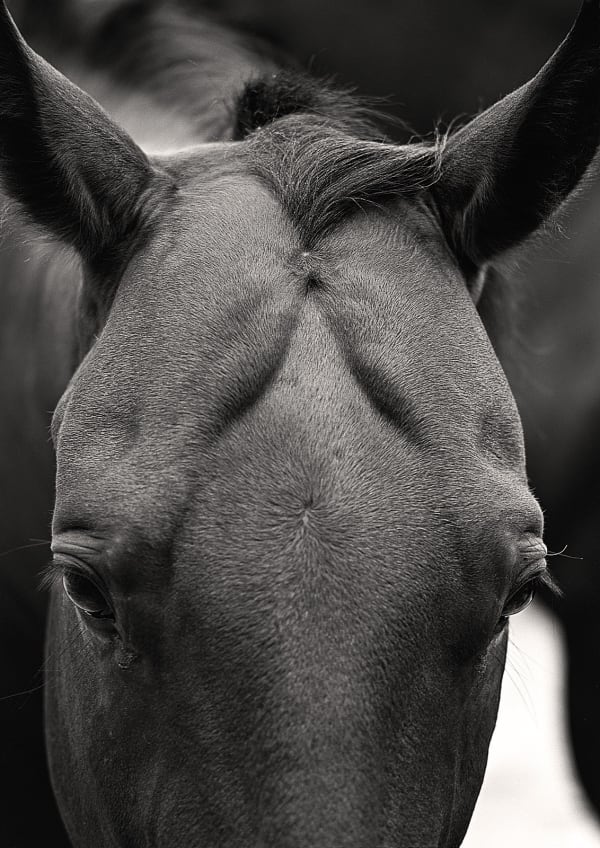 Jay Dusard, The Bay, 1996