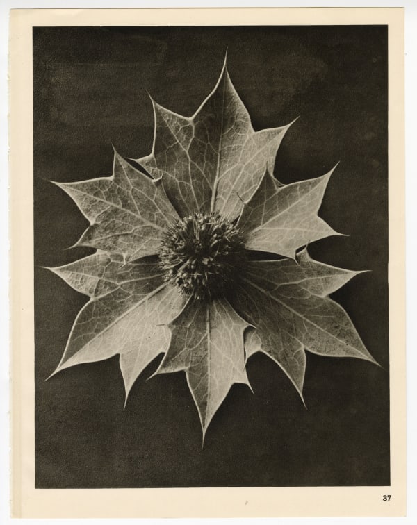 Karl Blossfeldt, Plate 37, 1932