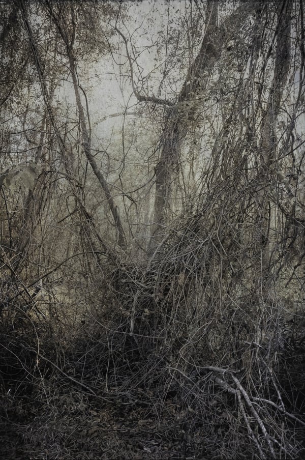 Kate Breakey, Tangled I, n.d.