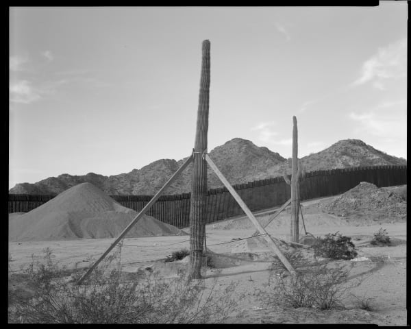 Lisa Elmaleh, Two relocated saguaro cactuses, Barry M. Goldwater Air Force Range, Arizona, USA; Dos cactos saguaros que fueron trasladados Barry M. Goldwater Air Force Range, Arizona, USA, 2021