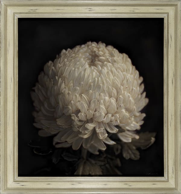 Kate Breakey Chrysanthemum, n.d.