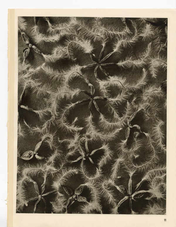 Karl Blossfeldt, Plate 11, 1932