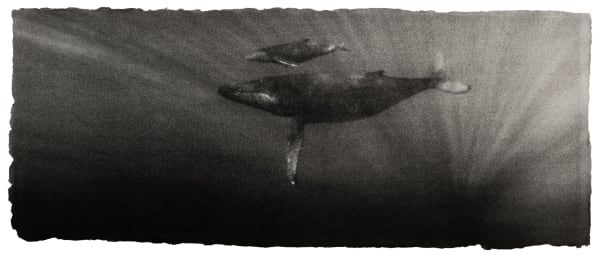 Zana Briski, Humpback whale and calf, Pacific ocean, 2013