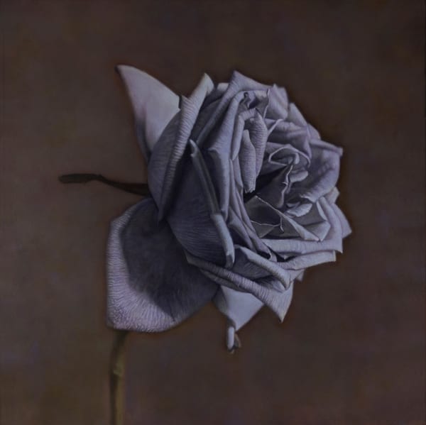 Kate Breakey Sterling Silver Rose, n.d.