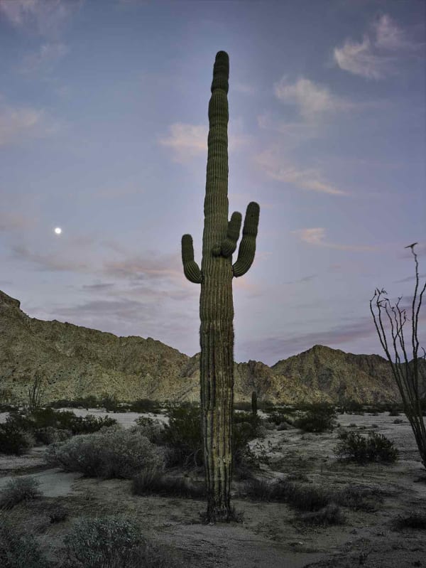 Mark Klett, Saguaro at dusk red clouds moon CU Mtns, 2016