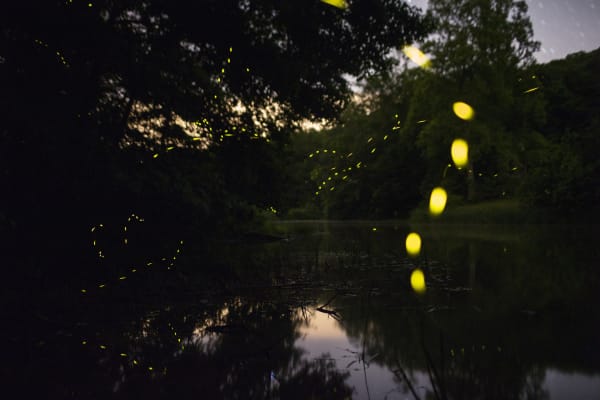 Samuel James, Photinus carolinus, Appalachian Ohio, 2020