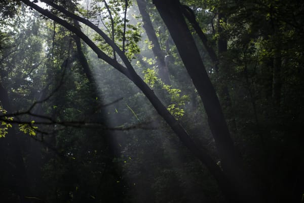 Samuel James, Photuris fireflies, bottomland in moonlight, Appalachian Ohio, 2023