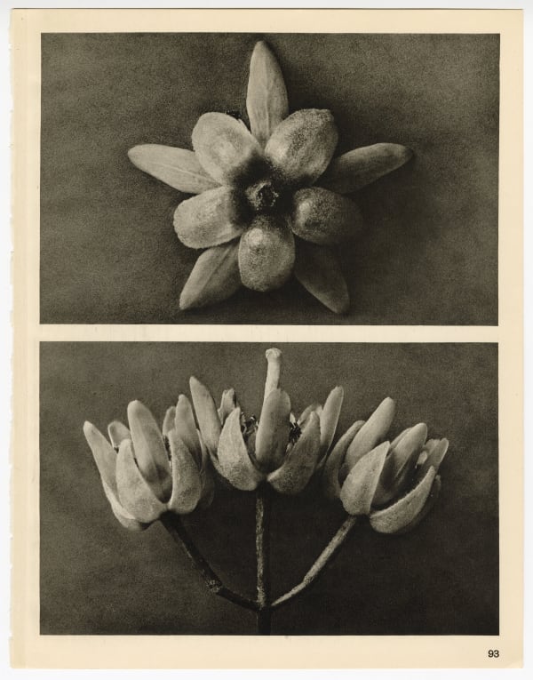 Karl Blossfeldt, Plate 93, 1932