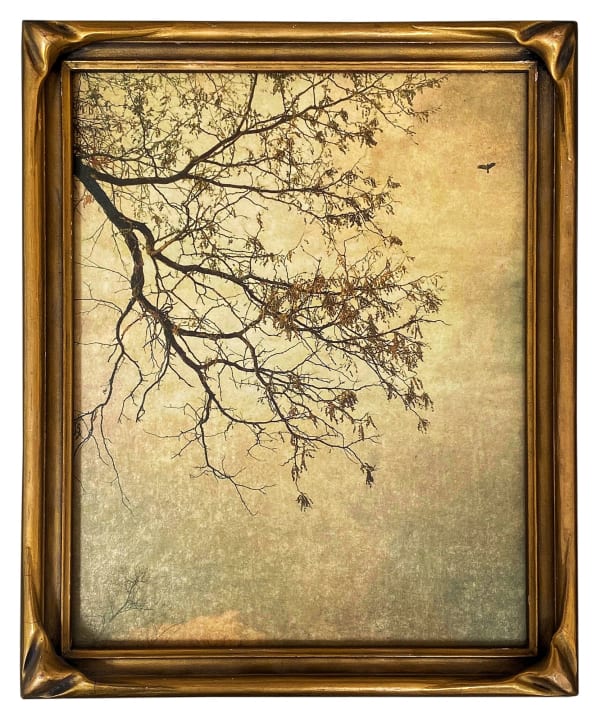 Wendi Schneider, Little Black Angel, 2019