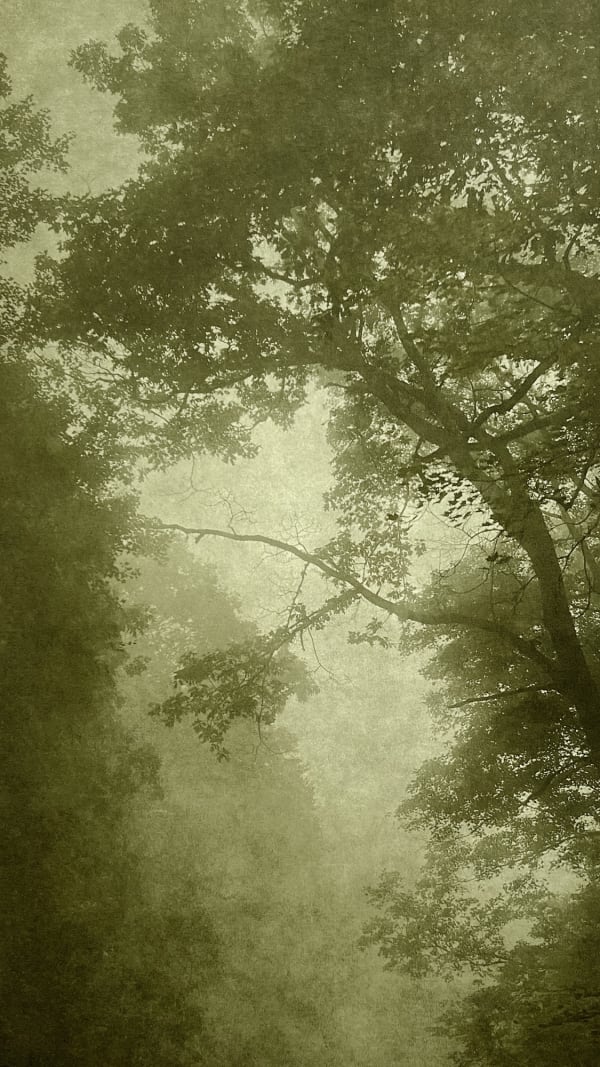 Wendi Schneider, Into the Mist IX, 2020