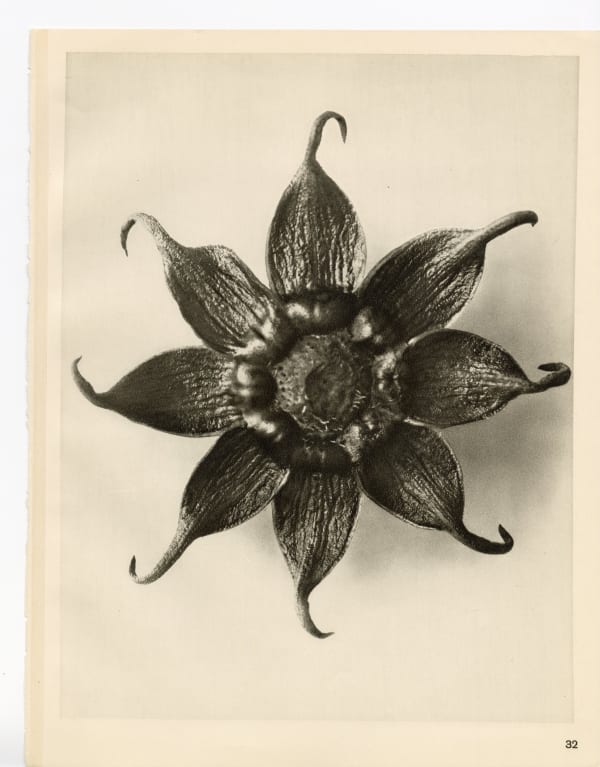 Karl Blossfeldt, Plate 32, 1932