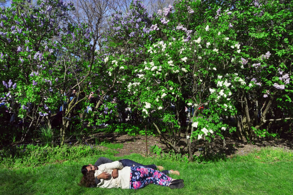 Rebecca Norris Webb, Under the Lilacs, Brooklyn Botanic Garden, 2016
