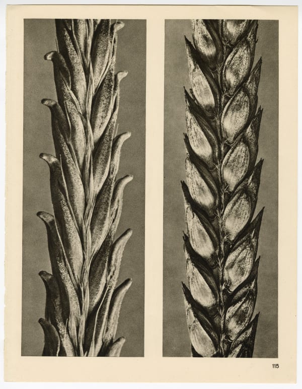 Karl Blossfeldt, Plate 115, 1932