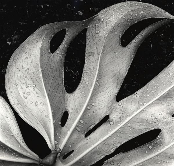 Brett Weston, Sculpted Leaf, 1979