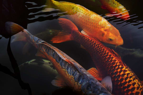 Rebecca Norris Webb, Koi, Green-Wood Cemetery, 2017