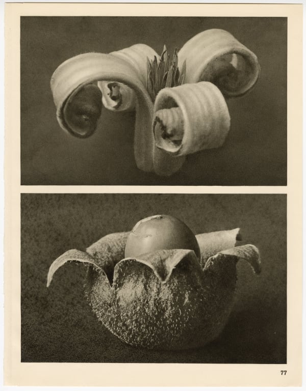 Karl Blossfeldt, Plate 77, 1928