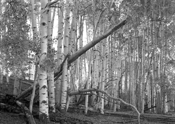 Jay Dusard, Cottonwoods, The Window, Canyon de Chelly, Arizona, 1992