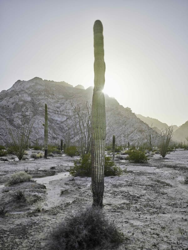 Mark Klett, Saguaro w sun behind washed out, 2020