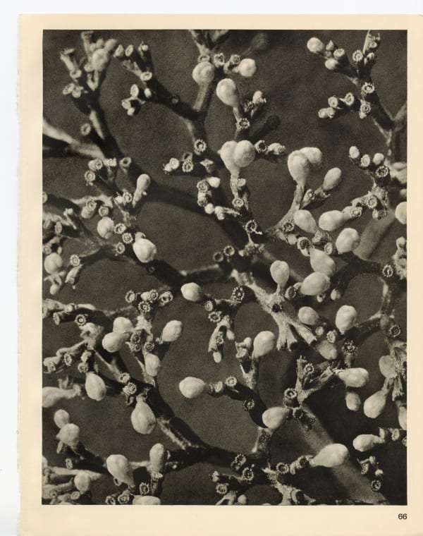 Karl Blossfeldt, Plate 66, 1928