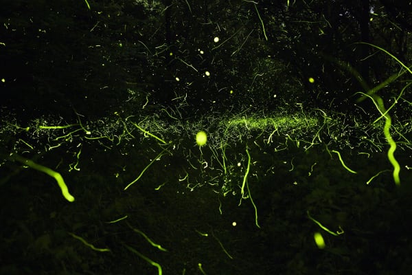 Samuel James, Photuris versicolor complex (No. 2), Appalachian Ohio, 2023