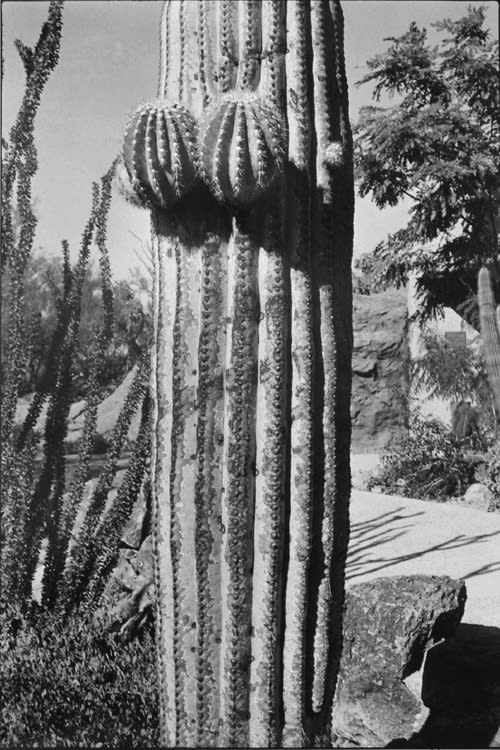 Elliott Erwitt, Arizona, 1978