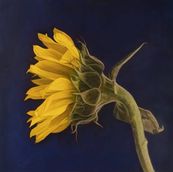 Kate Breakey Sunflower III, n.d.