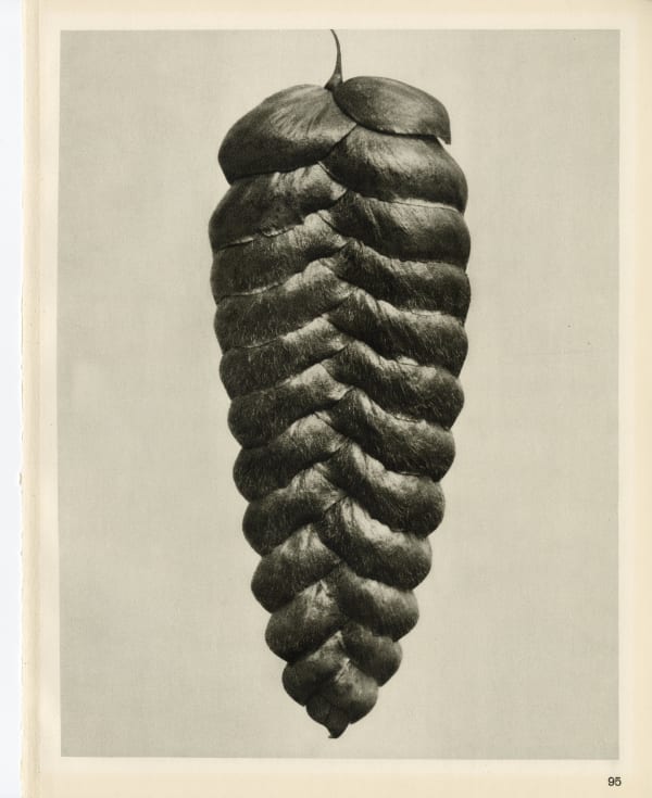 Karl Blossfeldt, Plate 95, 1932