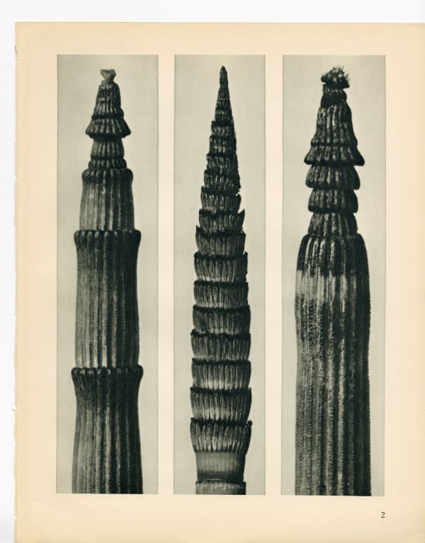 Karl Blossfeldt, Plate 2, 1932