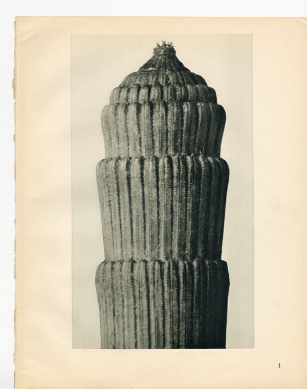 Karl Blossfeldt, Plate 1, 1932